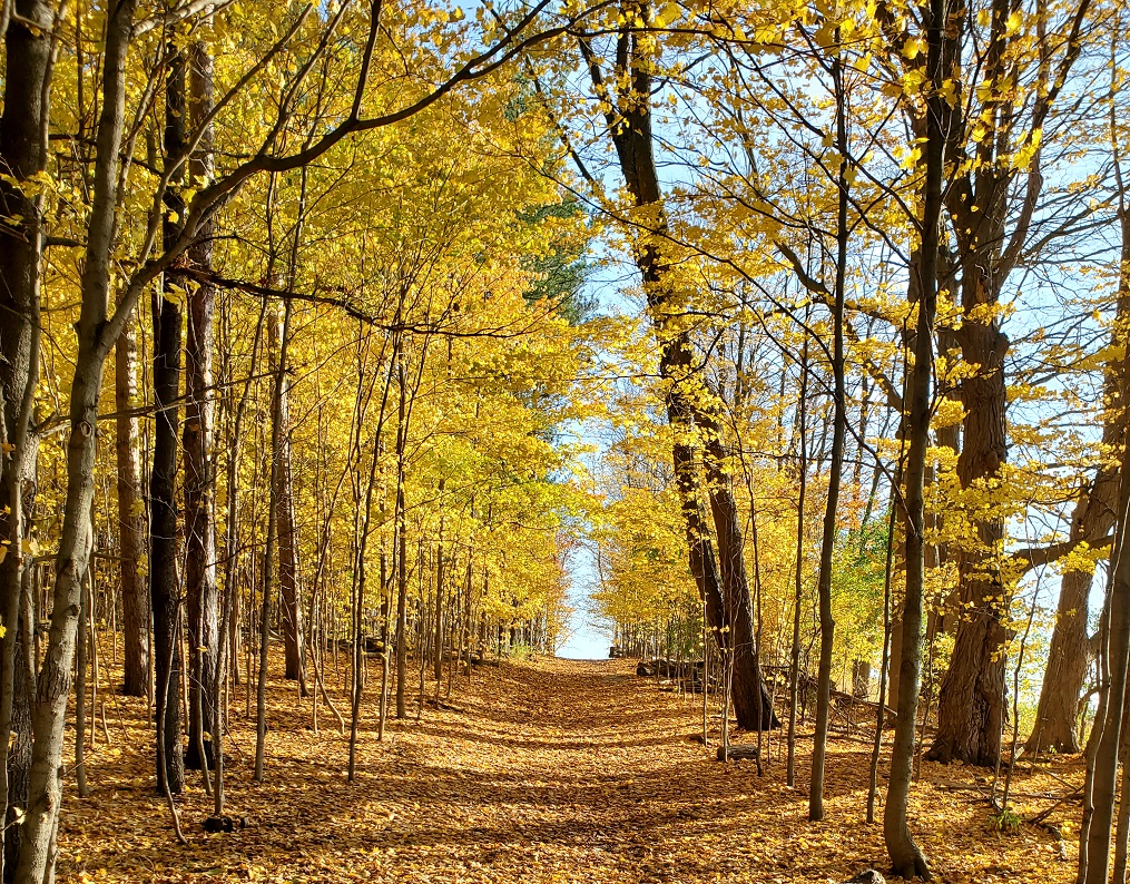 我认为这是一个漂亮的秋季森林小路